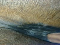 Horse penetrating a hairy zoopussy